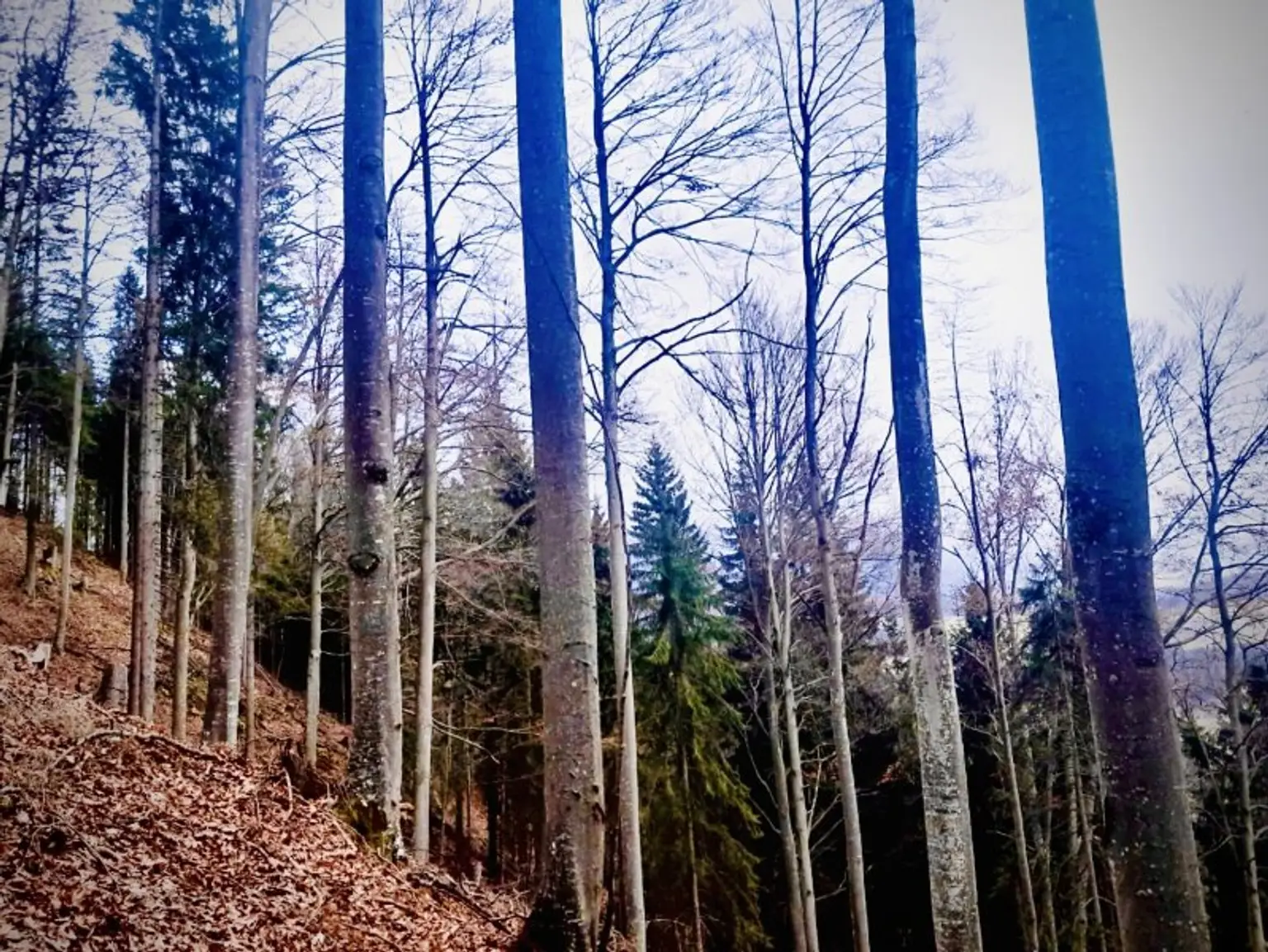 Buchen im Altbestand