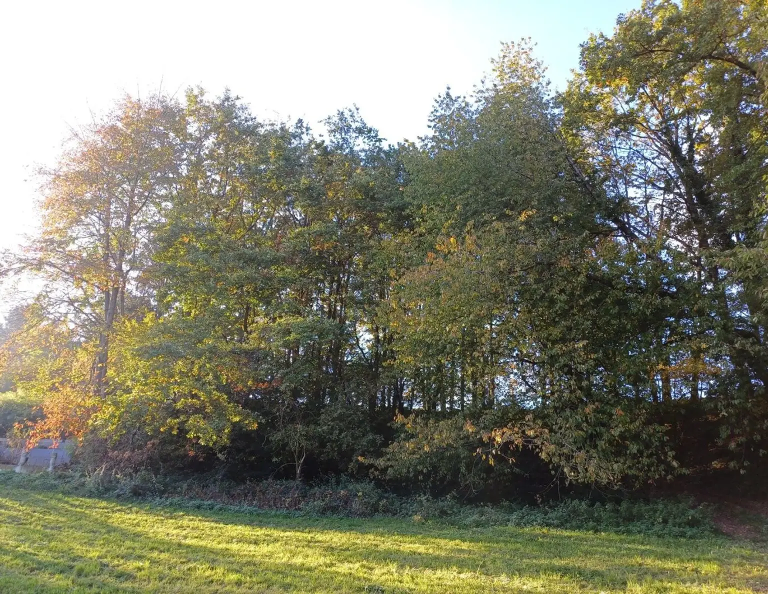 Landwirtschaftlicher Nutzgrund, Wiese und Wald