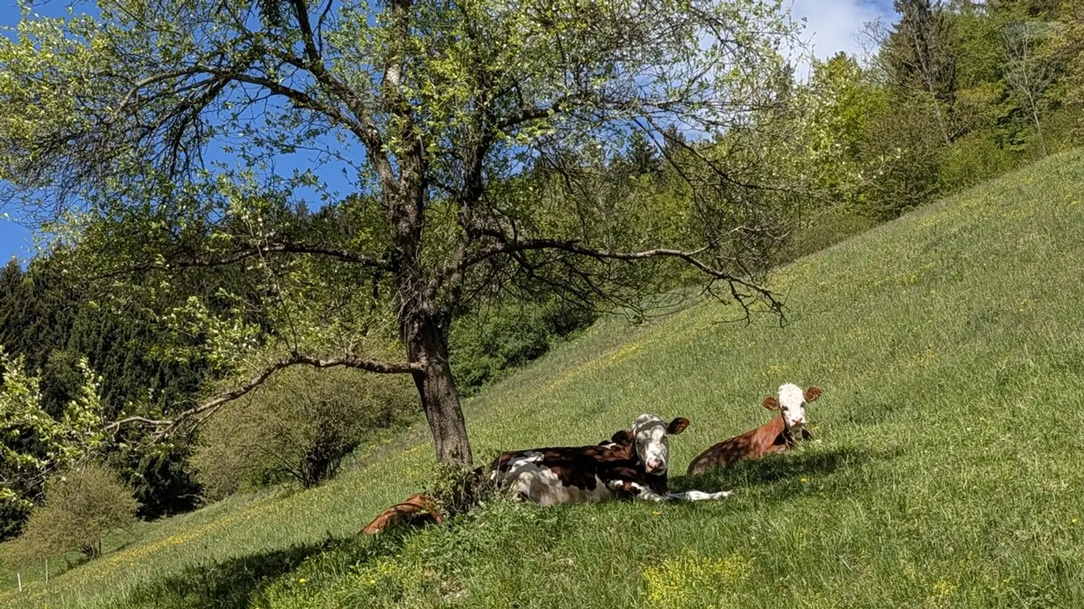 Siesta