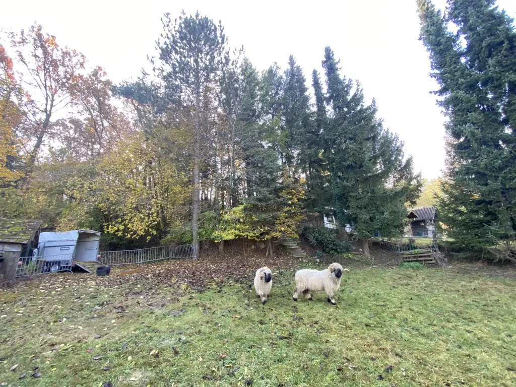 "Jahrhundertwende Stilhaus mit Wald"