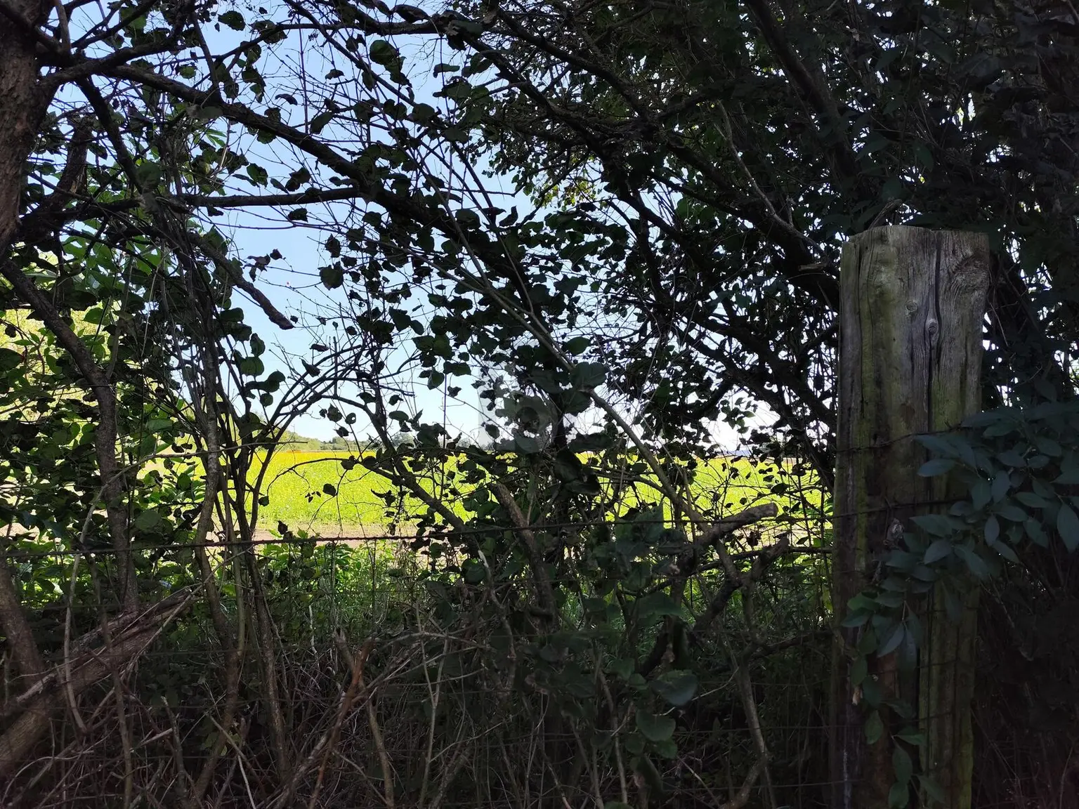DEIN GRÜNES PARADIES WARTET: RÜCKZUGSORT MIT VIEL PLATZ