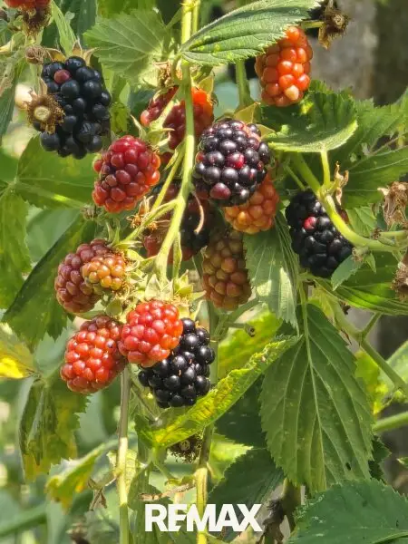 Obst