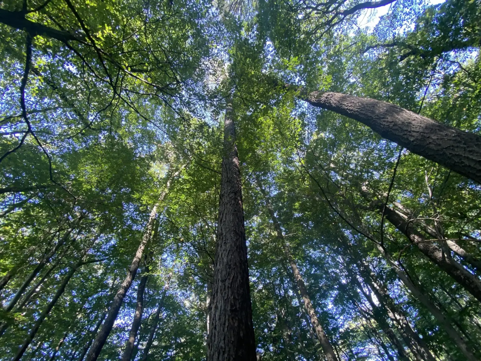 38 Wald