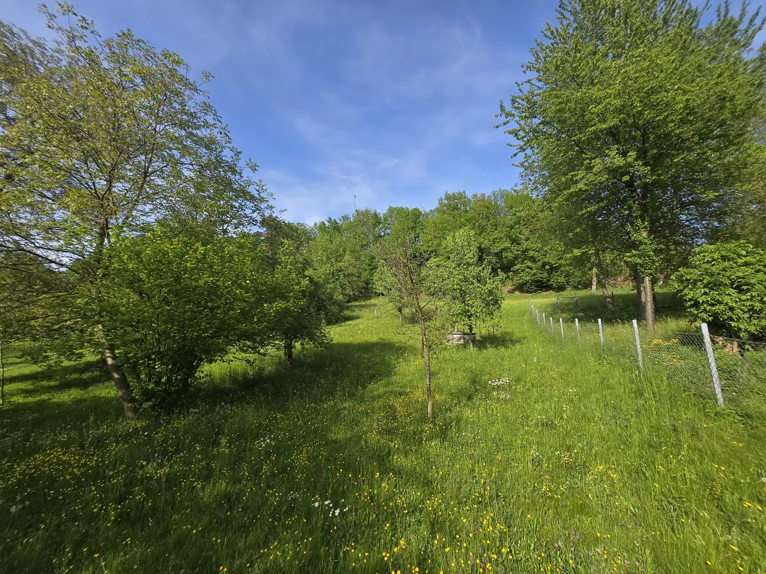 Sonniger Garten im Grünen