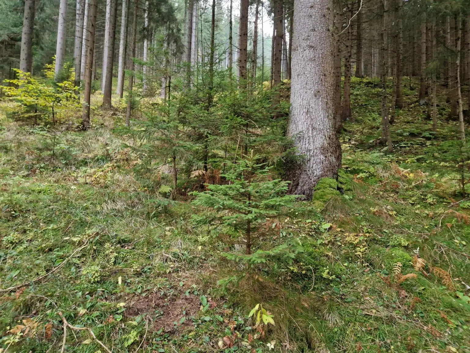Zusammenhängende, ca. 2,35 ha große Waldfläche in Weitenbach bei Reichenfels im Lavanttal