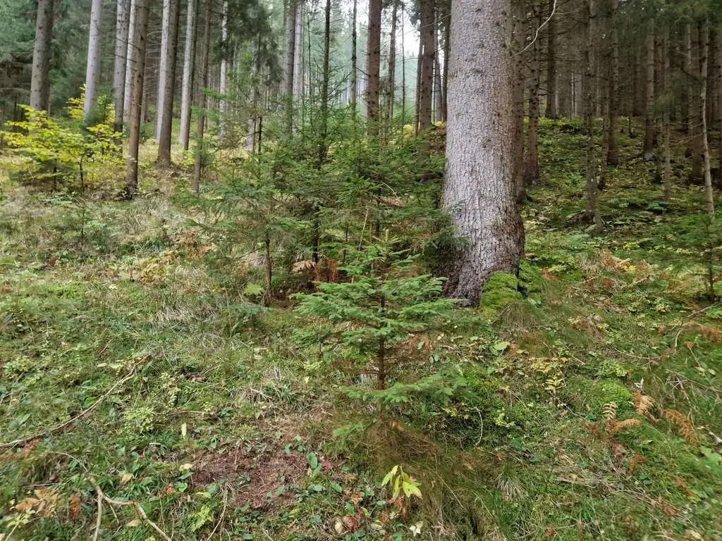 Zusammenhängende, ca. 2,35 ha große Waldfläche in Weitenbach bei Reichenfels im Lavanttal