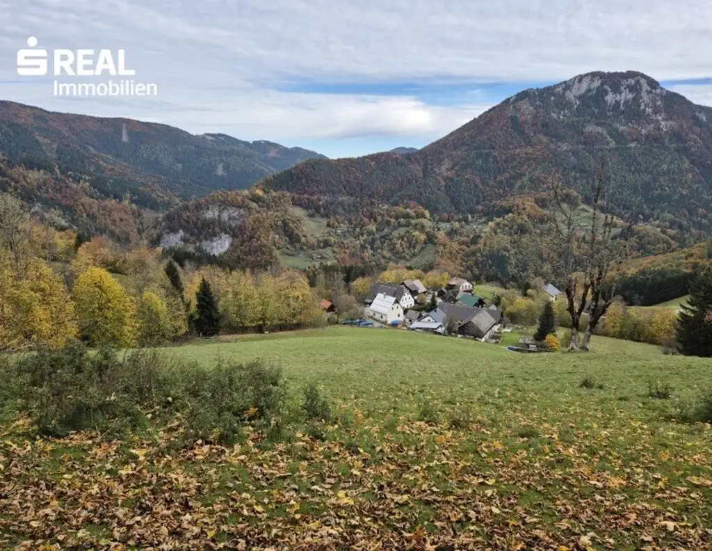 Mischwald zu verkaufen