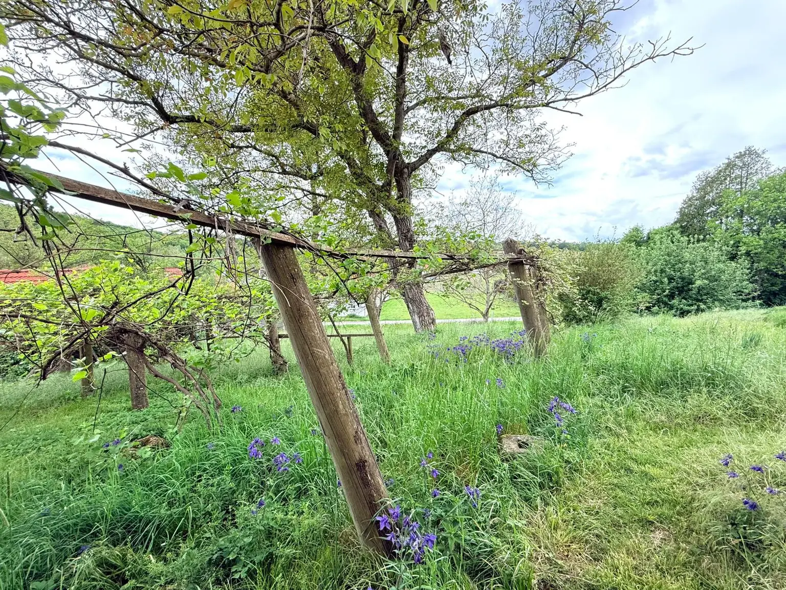 Garten 1
