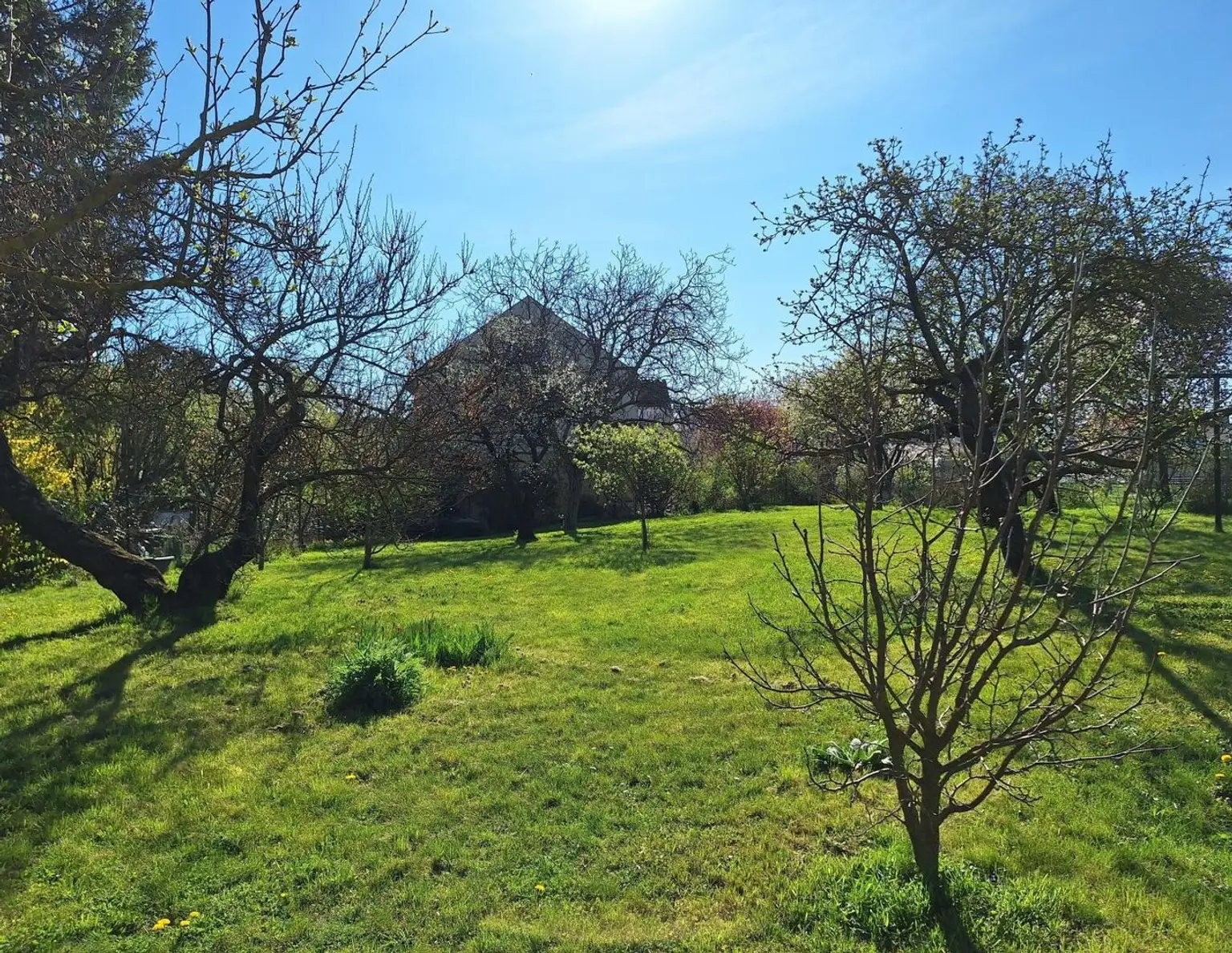 Großes Grundstück mit zwei Kaufoptionen (Teilungsentwurf)