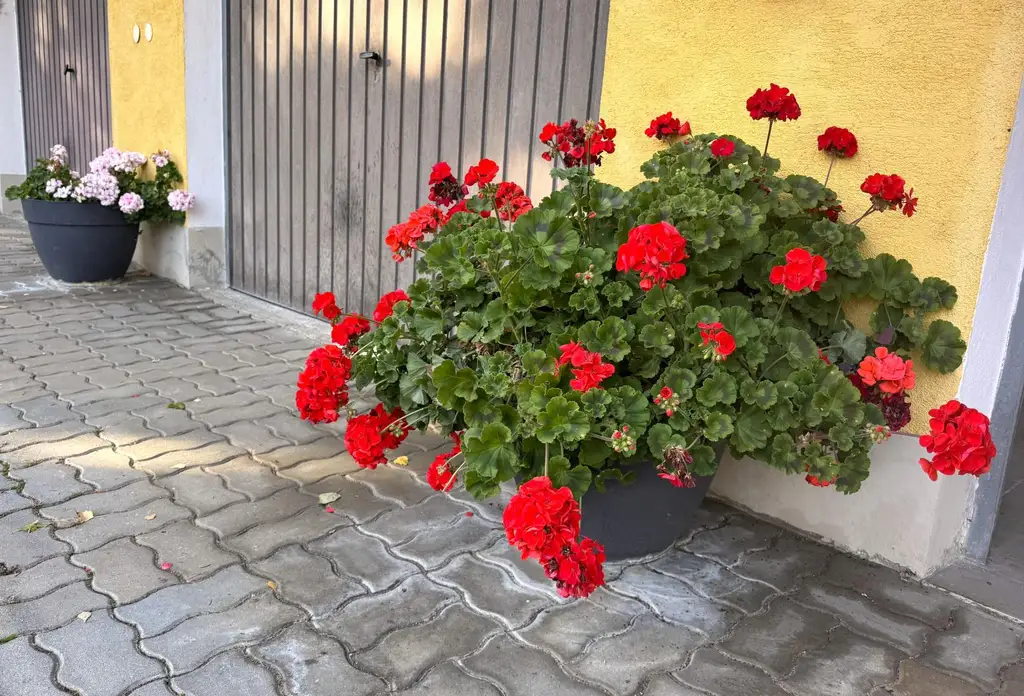 Sanierungsbedürftiges Mehrfamilienhaus mit großem Grundstück und hoher Bebauungsdichte