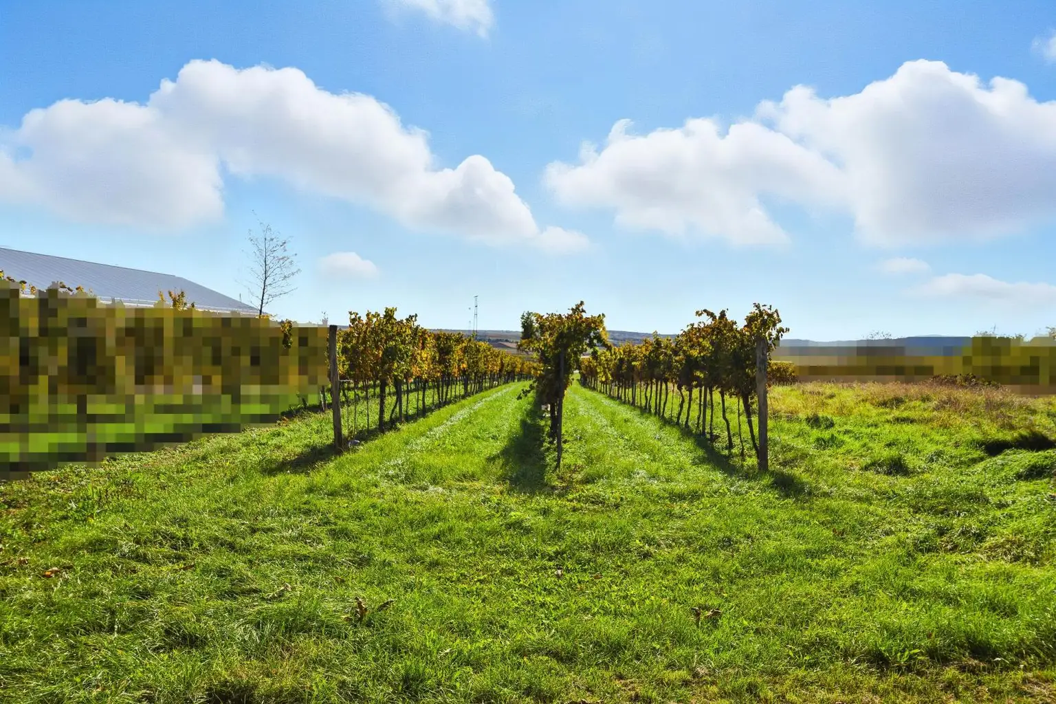 Weinkultur erleben im Ort für Genießer – Weinkeller, Presshaus & Weingarten vereint