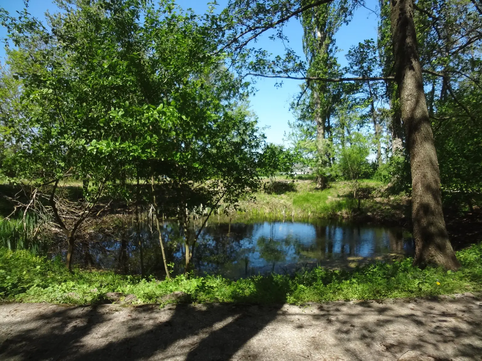 Teich