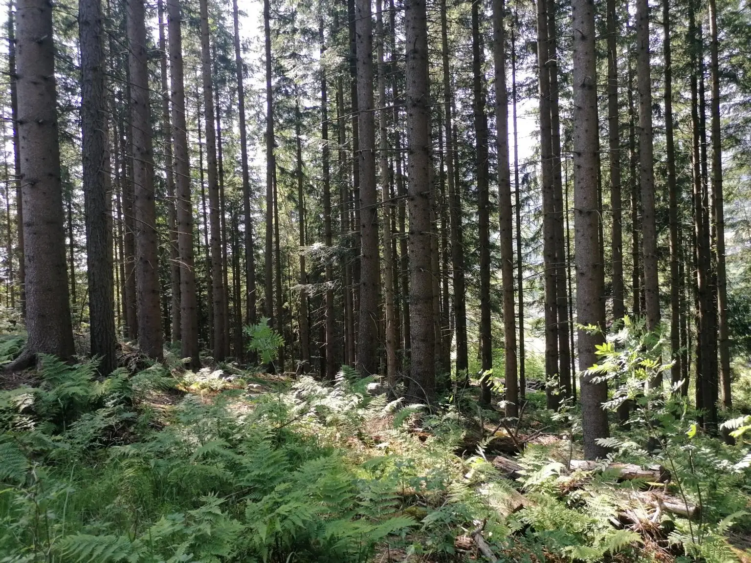 Wald in Steinhaus