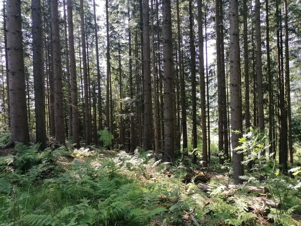 Wald in Steinhaus