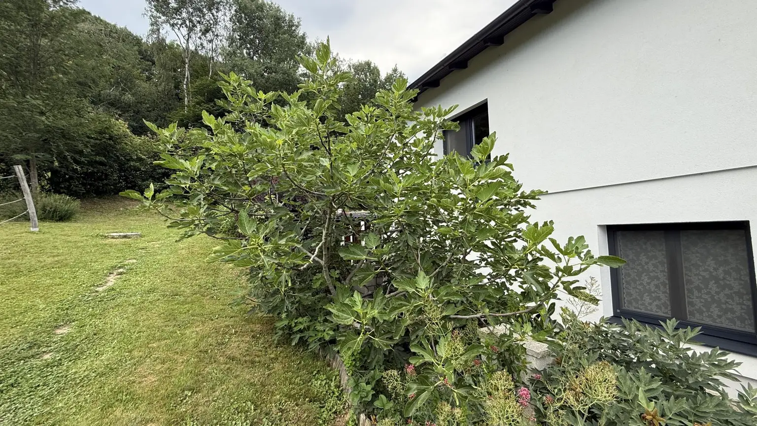 Feigenbaum