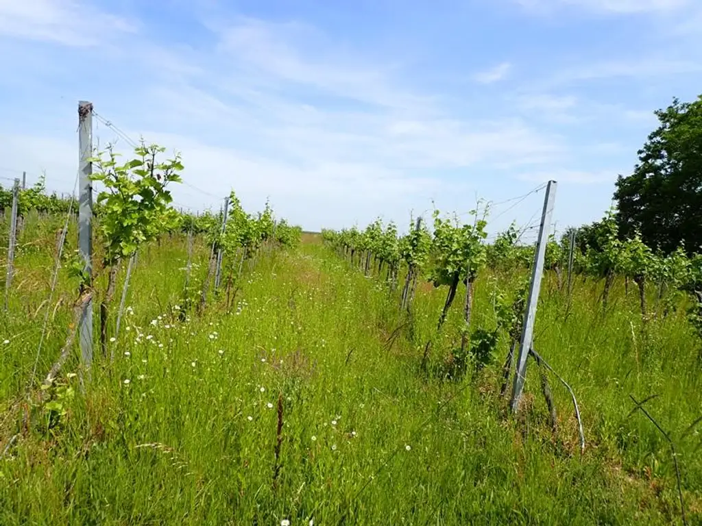 SELTENE GELEGENHEIT: WEINGÄRTEN IN ENGELMANNSBRUNN, FELS AM WAGRAM, RUPPERSTHAL UND THÜRNTHAL - WEINGARTEN, LANDWIRTSCHAFTLICHE FLÄCHE
