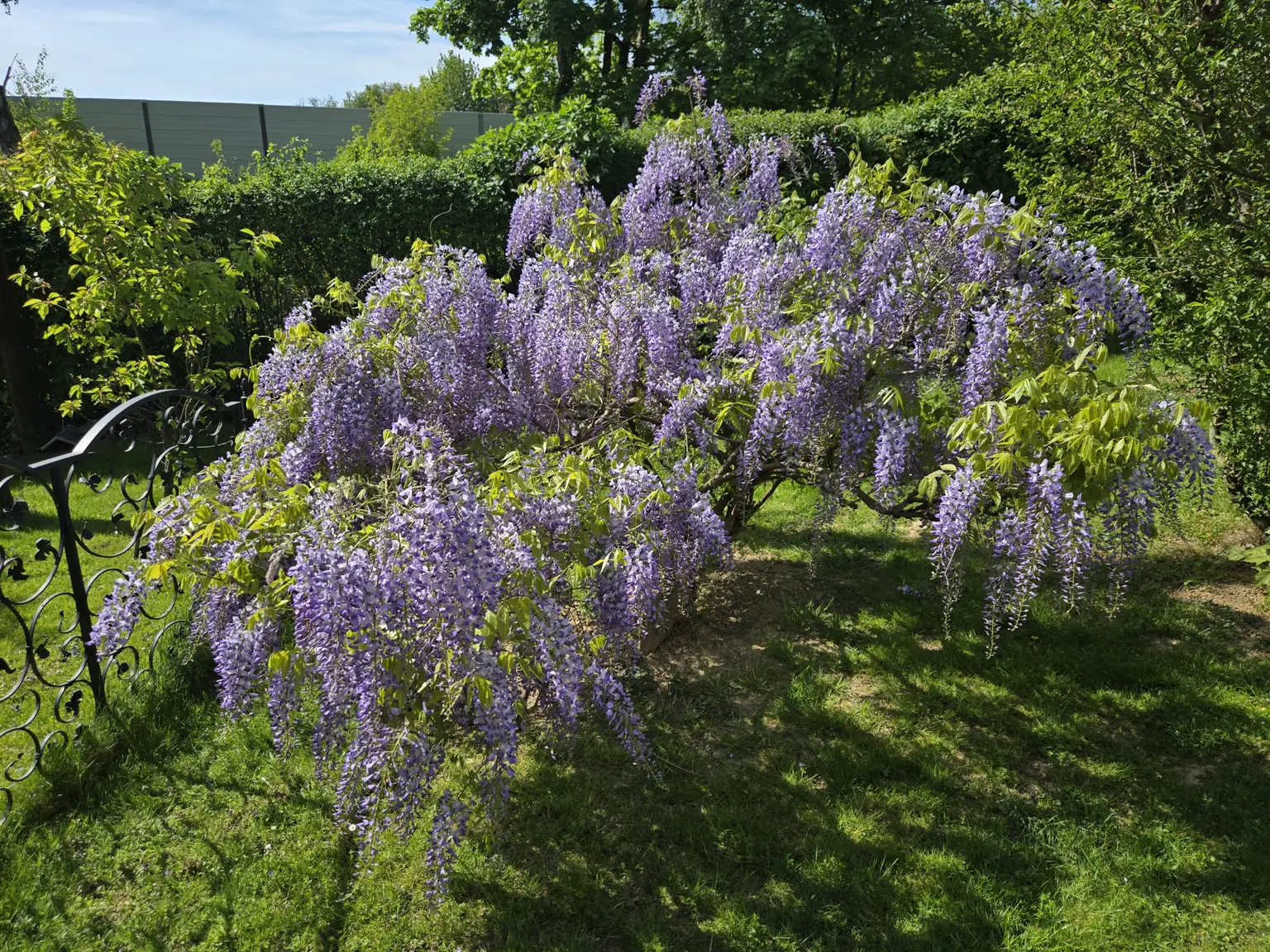 Sonniger Garten (Westen)