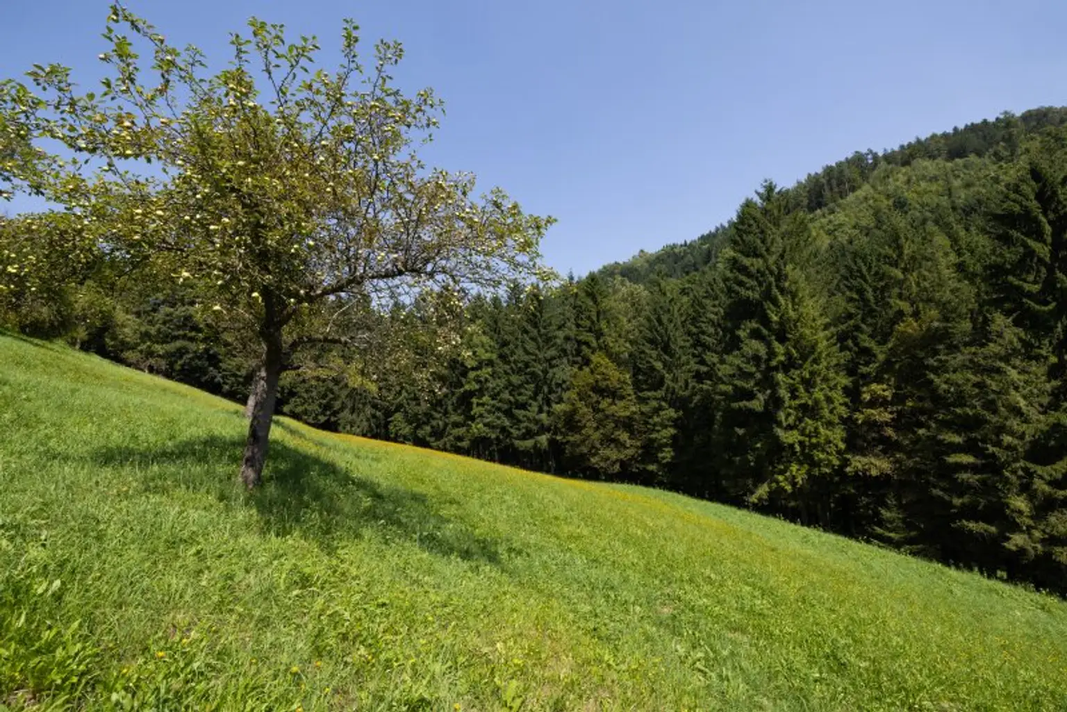 Ehemaliges Forsthaus mit Wirtschaftsgebäuden, allein und ruhig im Wald gelegen.