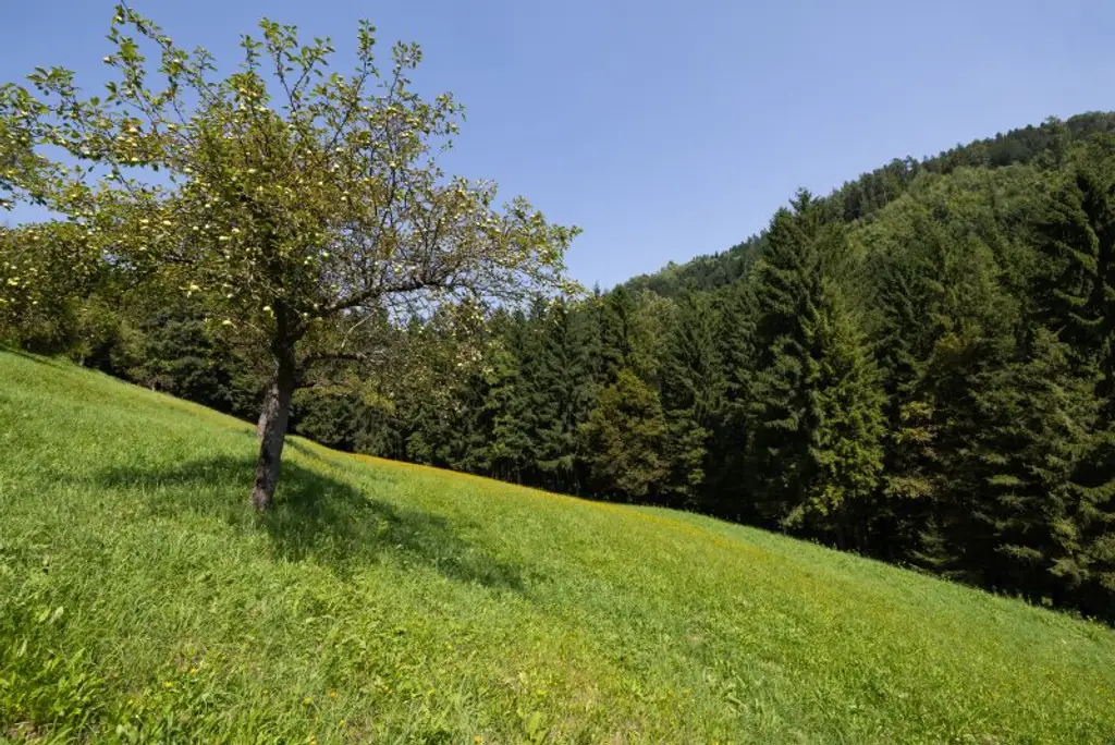 Ehemaliges Forsthaus mit Wirtschaftsgebäuden, allein und ruhig im Wald gelegen.
