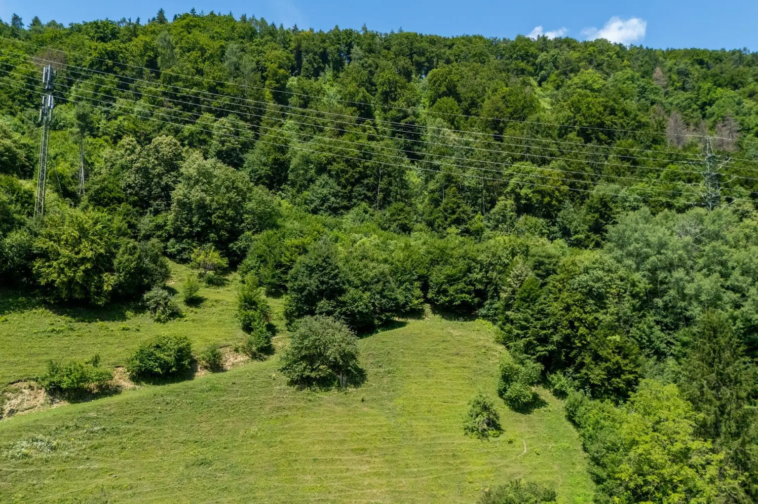 Waldfläche