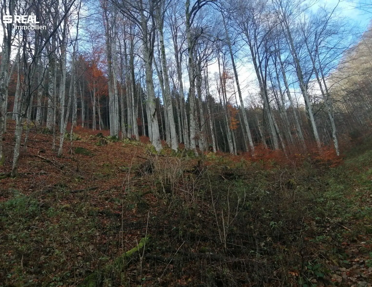 Mischwald zu verkaufen