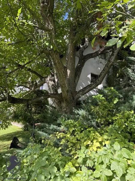 Einfamilienhaus mit großem Keller und traumhaftem Wald-Blick