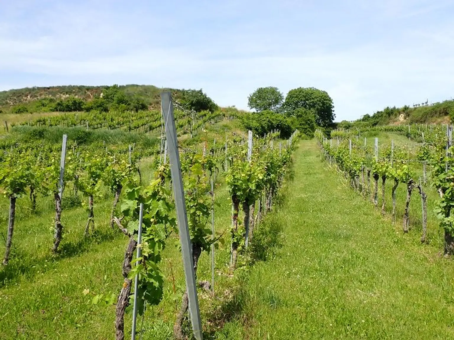SELTENE GELEGENHEIT: WEINGÄRTEN IN ENGELMANNSBRUNN, FELS AM WAGRAM, RUPPERSTHAL UND THÜRNTHAL - WEINGARTEN, LANDWIRTSCHAFTLICHE FLÄCHE