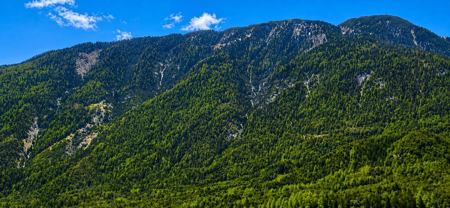 Wald