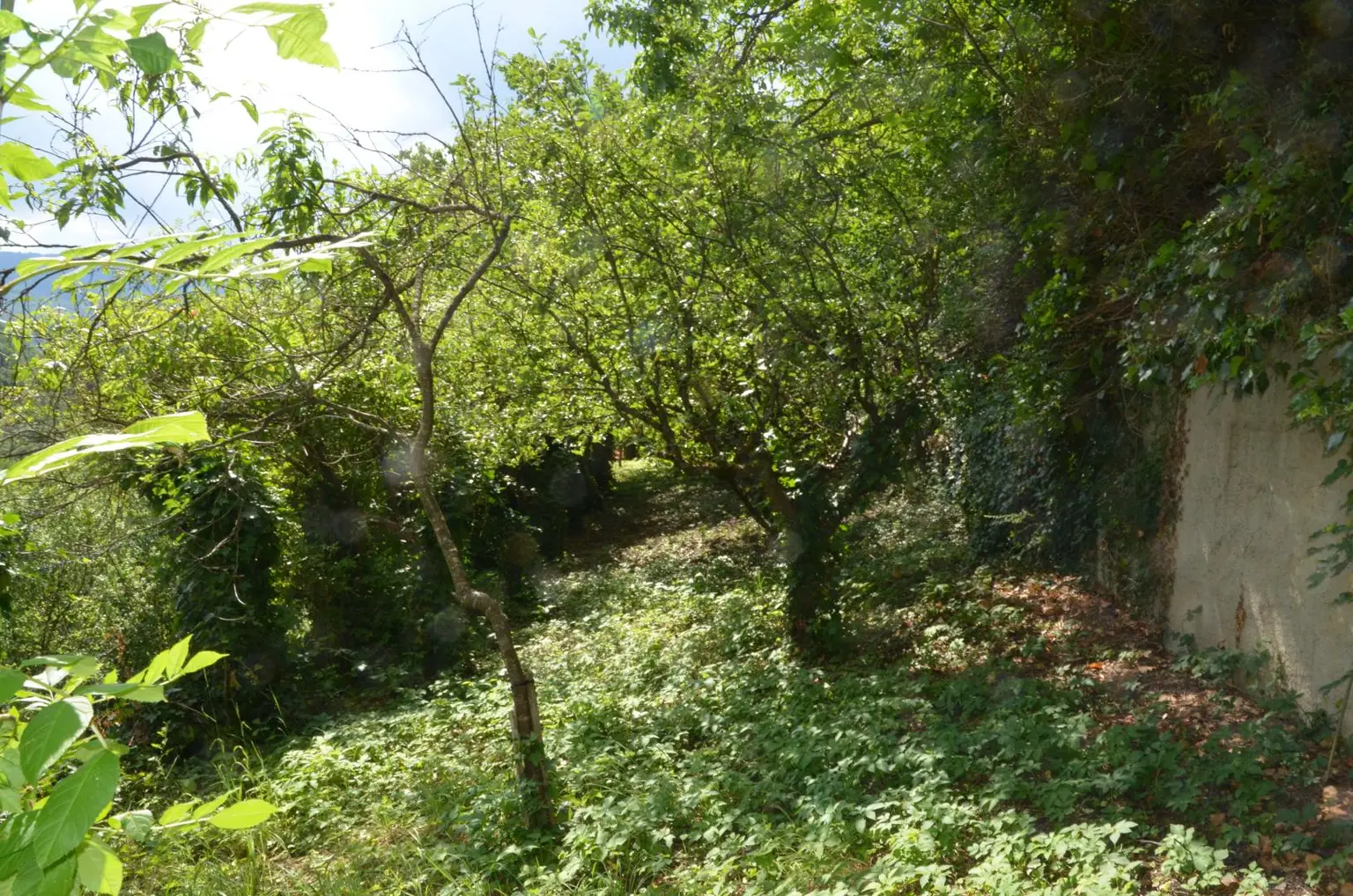 Garten Rückseite 2