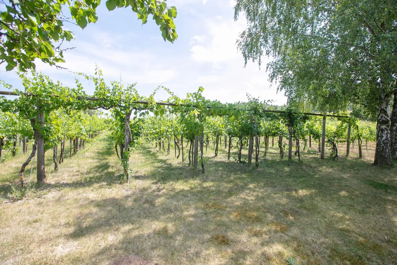Garten Ansicht 3