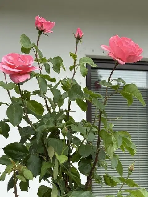 14 Rosen