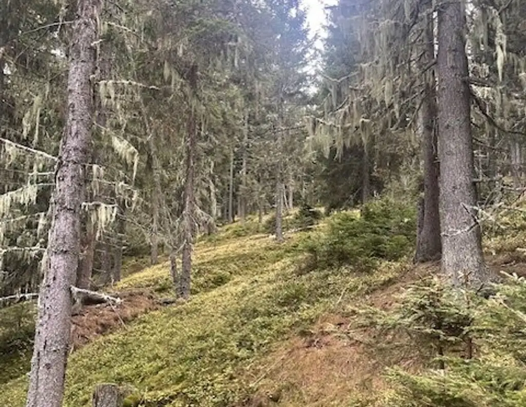 +++ 22,89 ha Wald- und Wiesenliegenschaft mit Haus und eigener Quelle in ruhiger Traumlage zu verkaufen+++