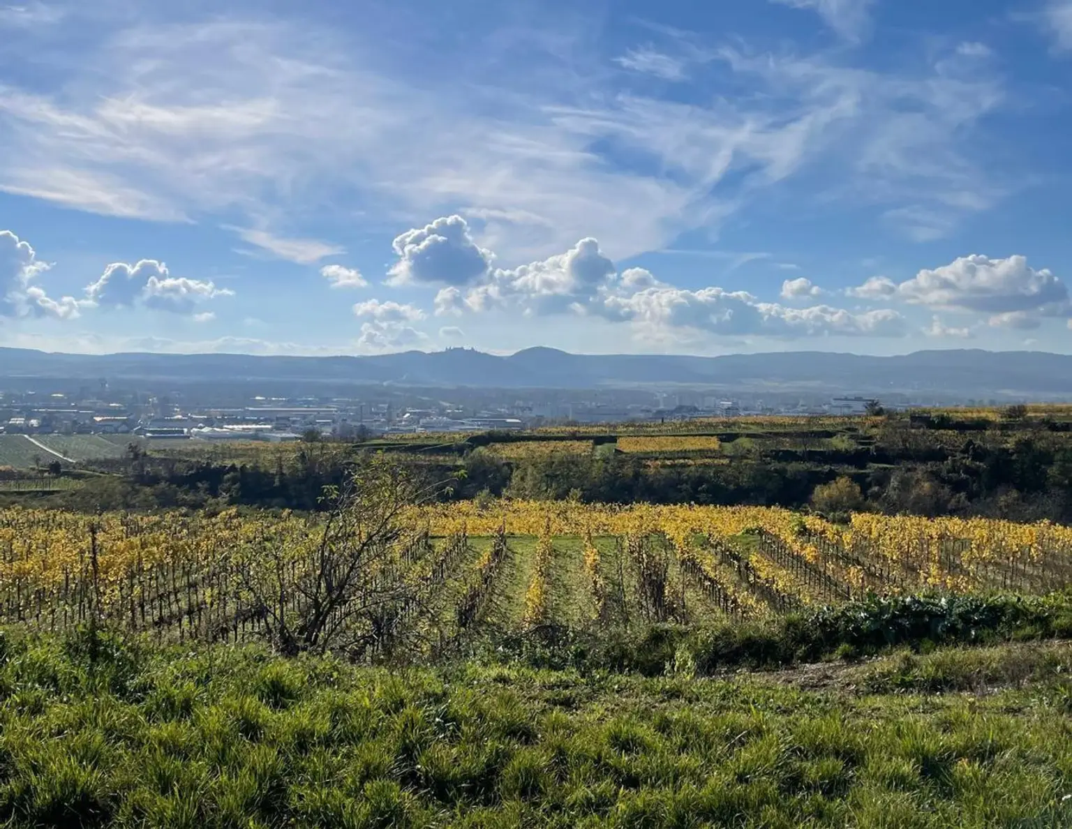 WEINGARTEN IN AUSSICHTSLAGE - WEINGARTEN, LANDWIRTSCHAFTLICHE FLÄCHEN - KEIN BAUGRUNDSTÜCK!