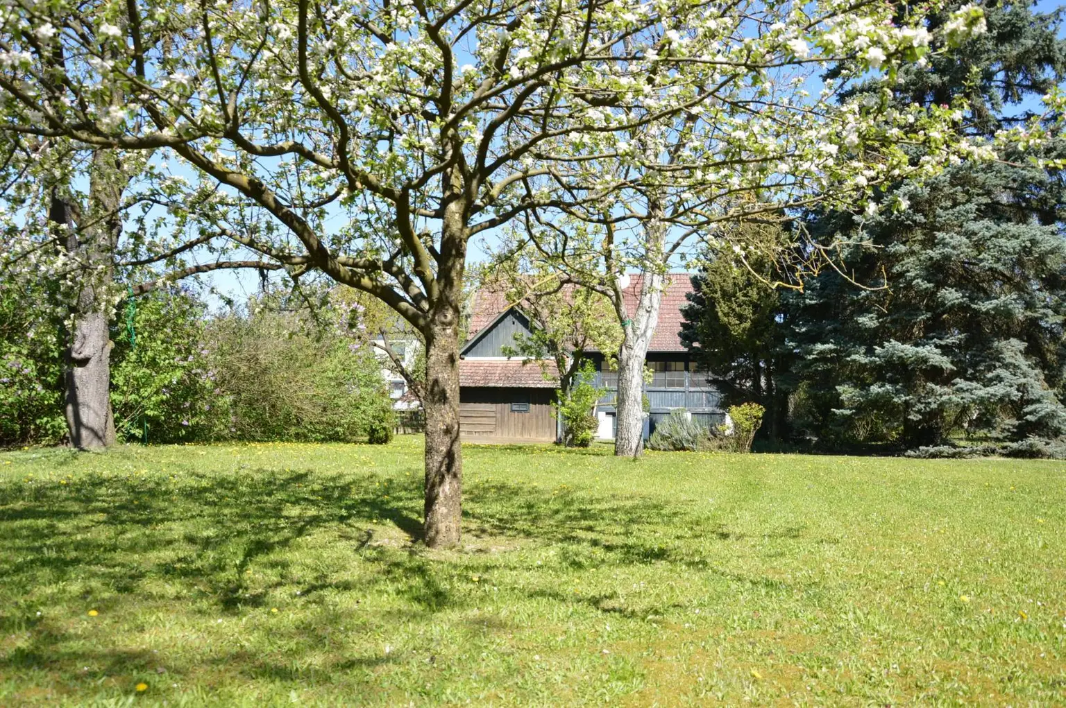 Obst vom eigenen Garten
