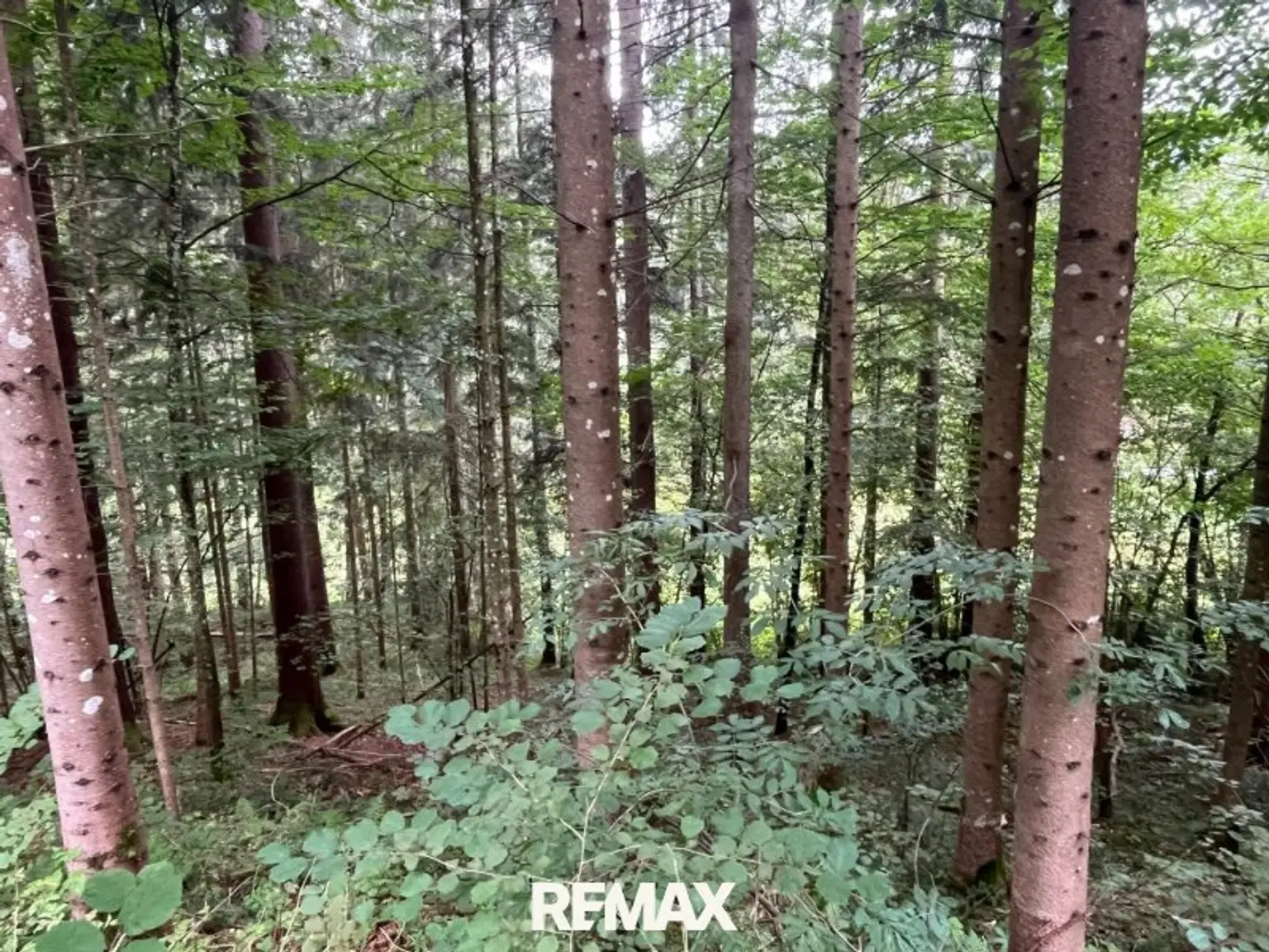 Wald