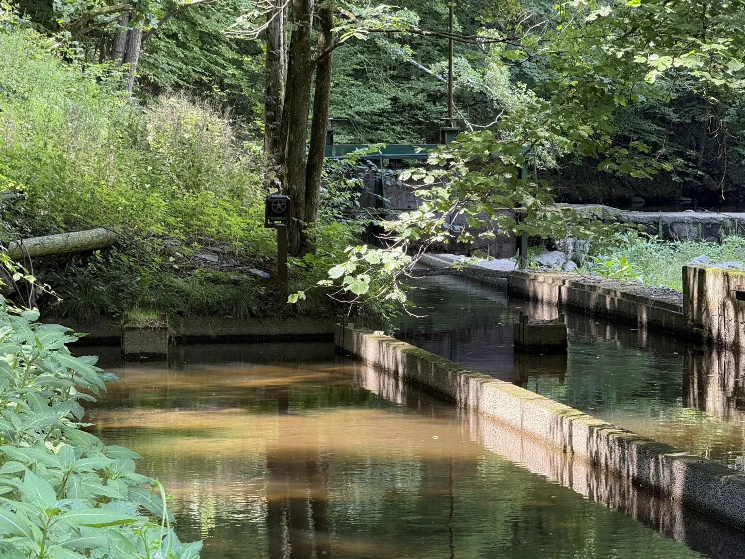 Fischbecken am Norden der Liegenschaft