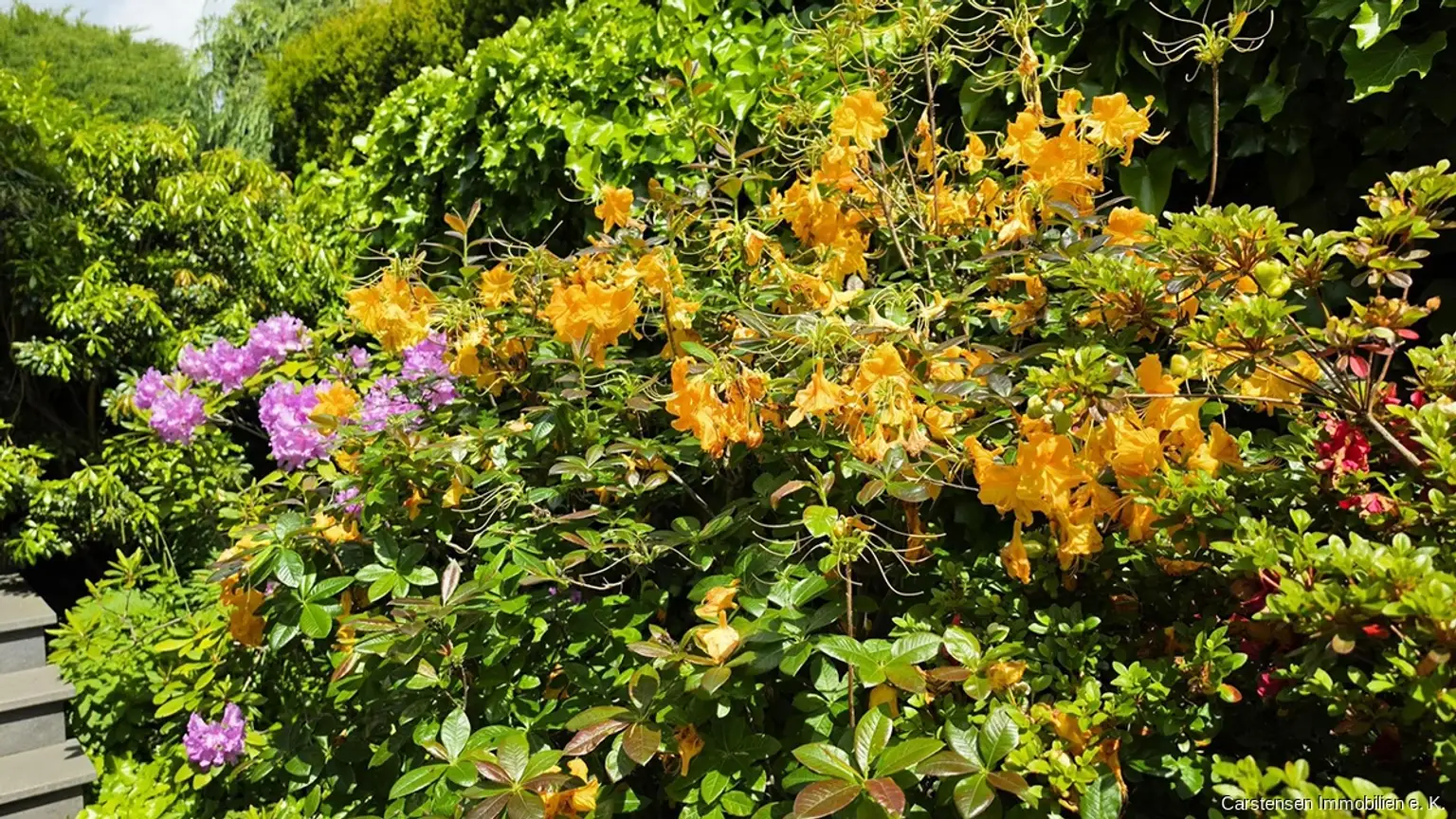Rhododendren