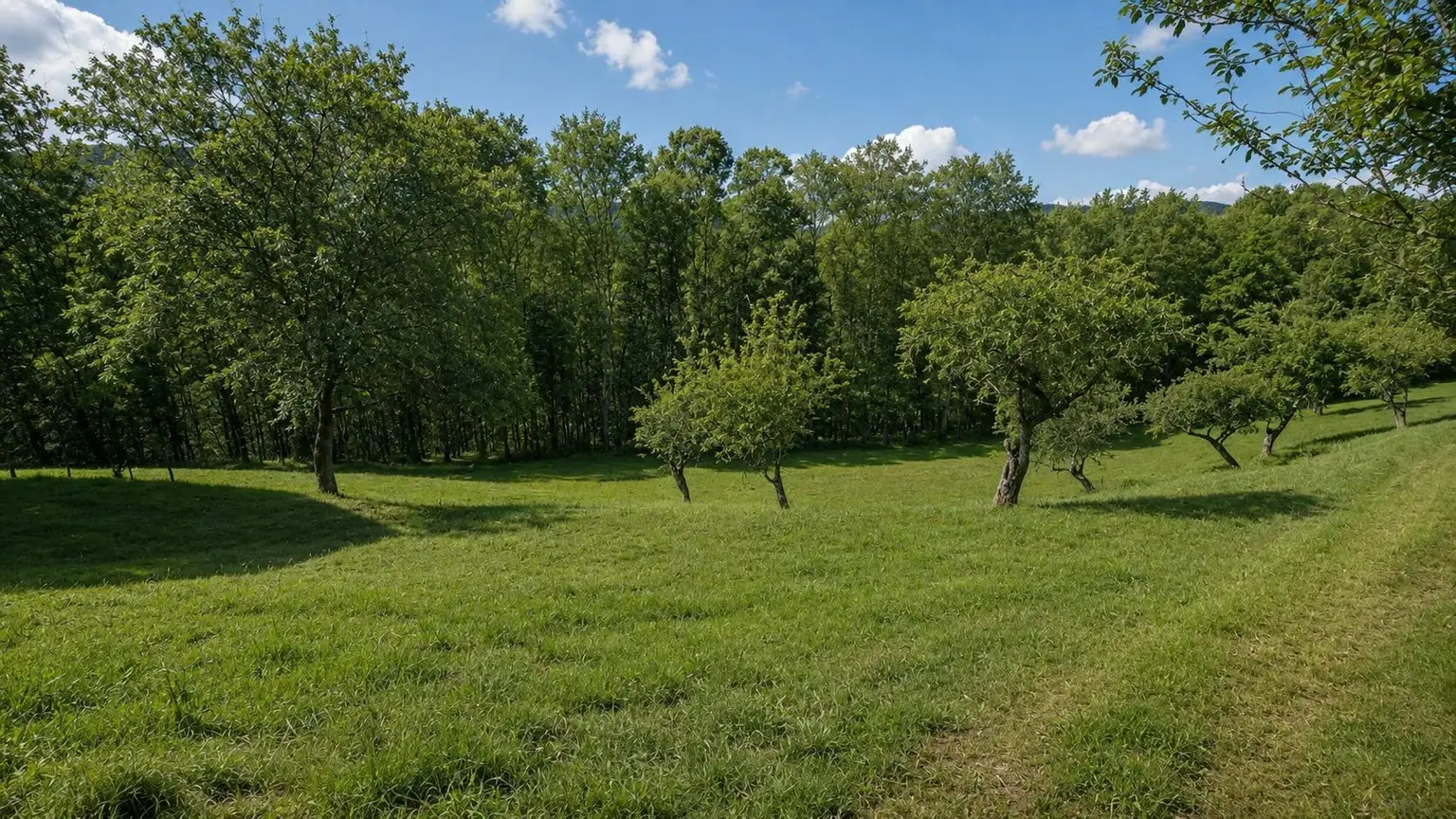 Blick Wald, Wiese, Obstgarten
