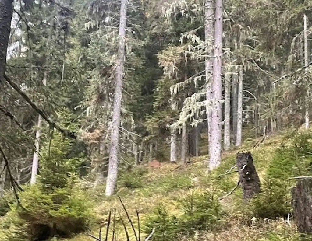 +++ 22,89 ha Wald- und Wiesenliegenschaft mit Haus und eigener Quelle in ruhiger Traumlage zu verkaufen+++