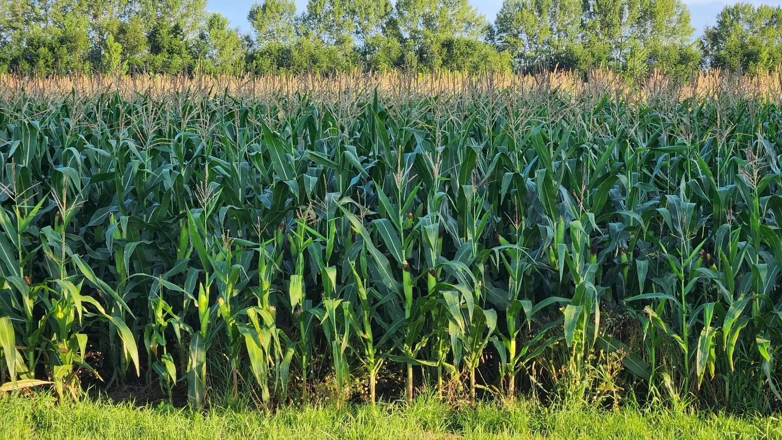 EINE SELTENE GELEGENHEIT AUF EINE KLEINE ACKERFLÄCHE IN FREUNDORF - ZUSAMMENHÄNGENDE LANDWIRTSCHAFTLICHE FLÄCHE