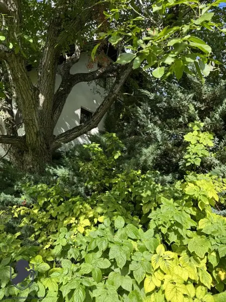 Einfamilienhaus mit großem Keller und traumhaftem Wald-Blick