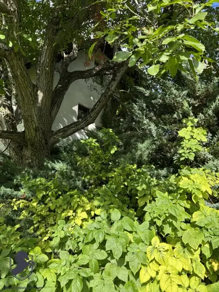 Einfamilienhaus mit großem Keller und traumhaftem Wald-Blick