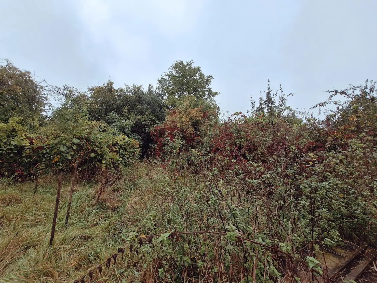 Garten 4