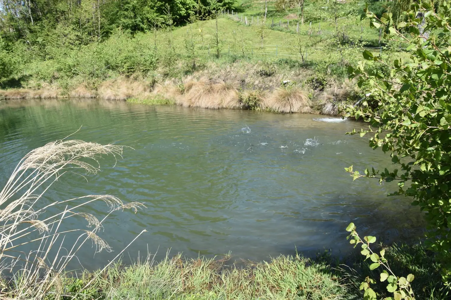 springt ein Fischlein..