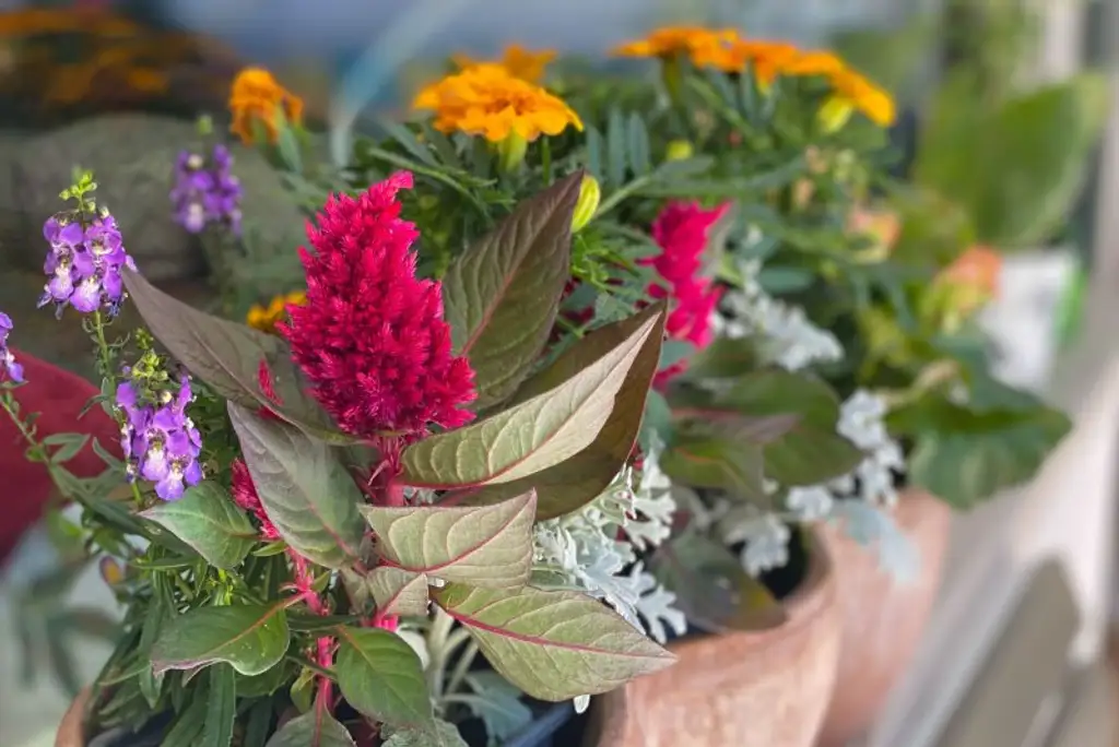 Reihenhaus-Highlight mit schönem Garten - Einkauf, Schule und Öffis "vor der Türe"