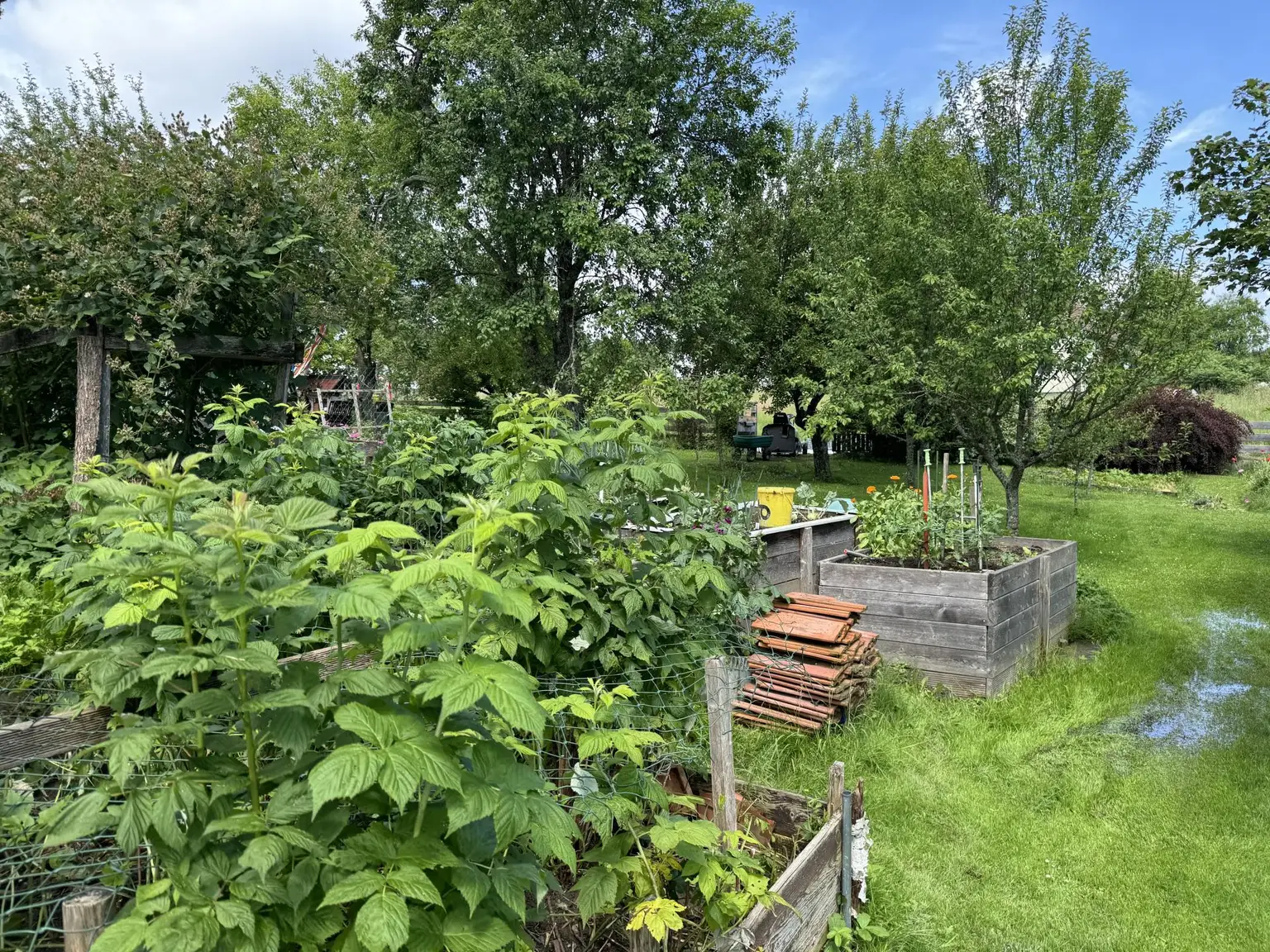 bauen Sie hier ihr Gemüse an