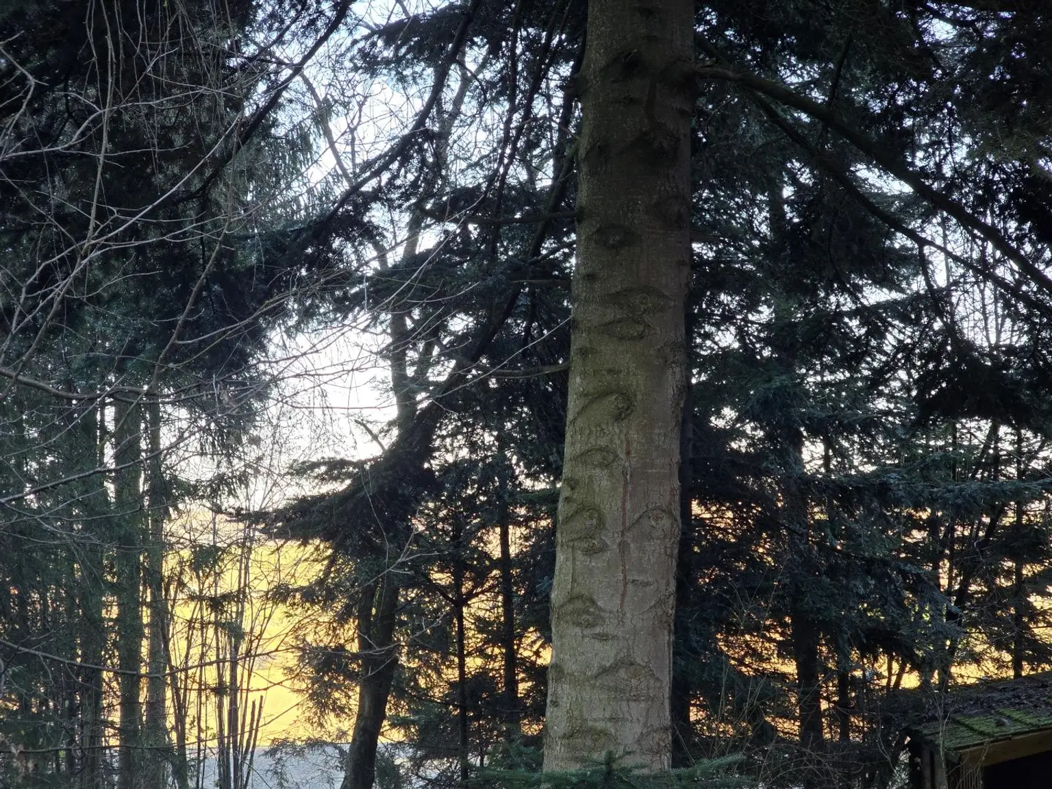 Baumbestand Detailbild