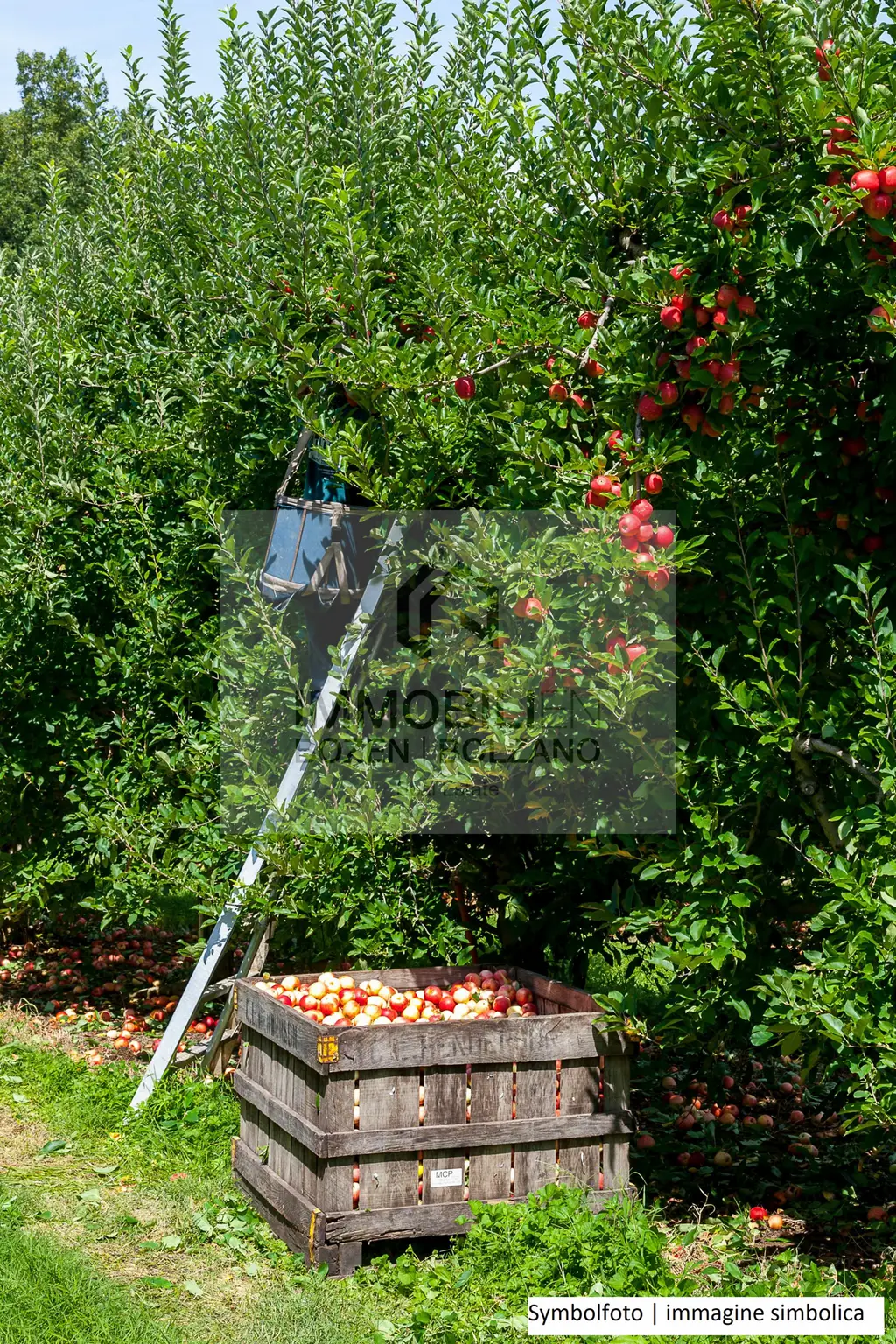 pexels-nc-farm-bureau-mark-2257407