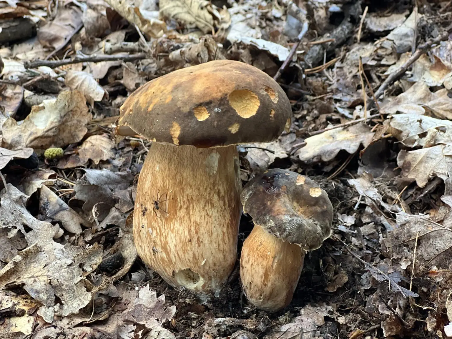 Steinpilz