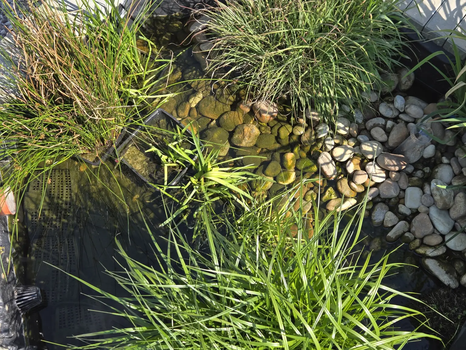 Pflanzliches Filter-Wasserbecken